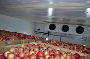 Холодильное оборудование для овощей, фруктов и ягод. Регулируемая газовая среда.