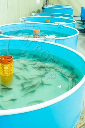 Домашний осетровый модуль (УЗВ) 4000 кг рыбы в год