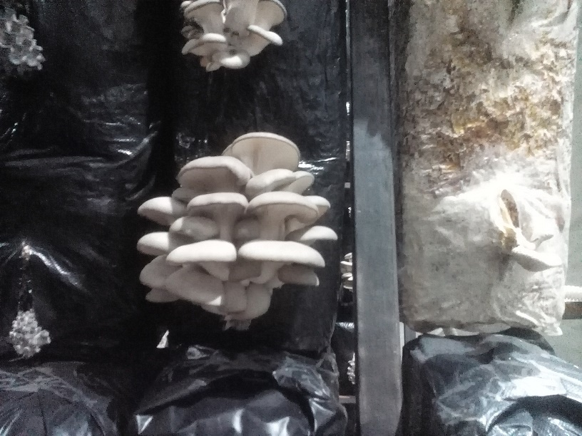 Автоматика управления климатом для выращивания грибов вешенок .