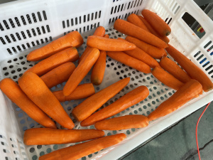 Ножевая очистка моркови Vega KPel 500