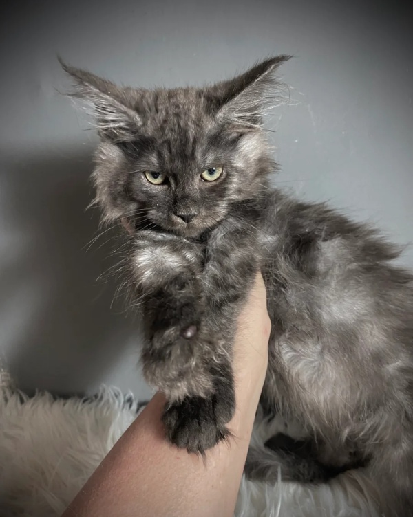 TICA Registered ACTIVE Black Smoke Male and Female