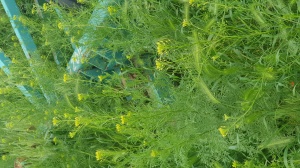 Культиватор ксоп-4