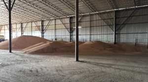 Горох жёлтый очищенный ОПТОМ от КФХ