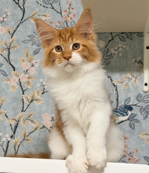 ???????? *TICA REG* GINGER MAINE COON KITTENS????????