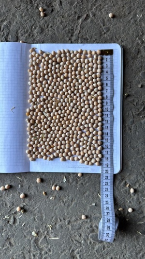 Горох жёлтый очищенный ОПТОМ от КФХ