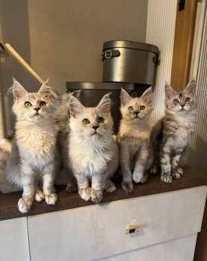 Stunning Maine Coon Girls And Boys AVAILABLE NOW