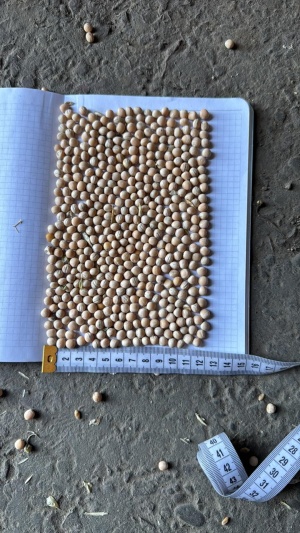 Горох жёлтый очищенный ОПТОМ от КФХ