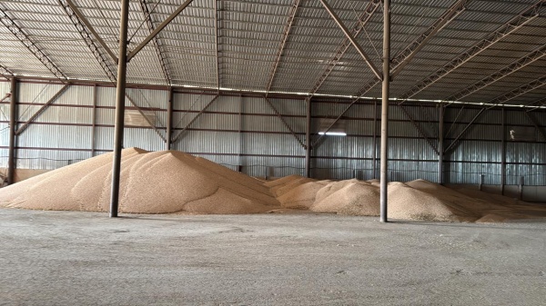 Горох жёлтый очищенный ОПТОМ от КФХ