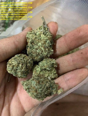 Signal:@Realjames.39, BUY WEED,MEDICAL MARIJUANA,INDICAL AND SATIVA STRAIN AVAILABLE WORLDWIDE