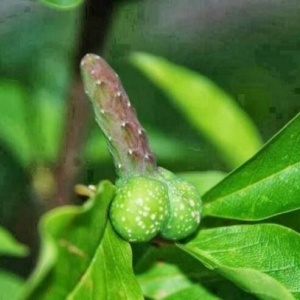 Penis Enlargement Products in Lilongwe Malawi+27 71 009 6483