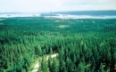 Финансирование лесного хозяйства составит 526 миллиардов рублей 