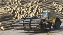 Минпромторг выступает  за повышение ставок вывозных таможенных пошлин на необработанные хвойные лесоматериалы