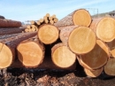 Производство круглого леса в РФ к 2030 году, по прогнозу, увеличится до 300 млн куб. м.