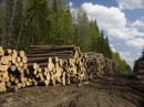 Для лесного хозяйства создадут инновационную технику