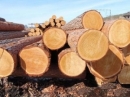 Промышленники Дальнего Востока просят снизить пошлины на экспорт круглого леса до нуля
