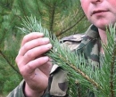 Российские леса будут охранять частные лесные инспекторы