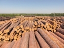 Цены на круглый лес в России стали расти