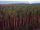 Правительство обновило критерии оценки работы регионов в лесной сфере
