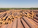 В Архангельске построят три новых лесопромышленных завода