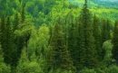 Проблемы лесного хозяйства