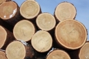 Правительство России утвердило порядок маркировки и требований к маркировке древесины ценных лесных пород.