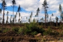 Карелия сохраняет третье место на Северо-Западе России по объему лесозаготовки
