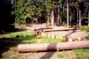 Рослесхоз разрабатывает единую систему лесного учета