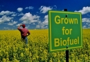 К 2020 году мировое потребление биотоплива резко возрастёт