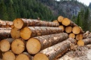 Изменения в законодательстве упростят лесозаготовку для малого бизнеса