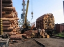 После присоединения к ВТО Россия введет квоты на экспорт необработанной древесины - Минэкономразвития 