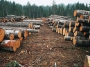В Башкирии появятся два крупных лесоперерабатывающих производства