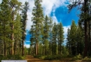 Главная проблема лесной отрасли на ДВ - низкая стоимость древесины на корню 