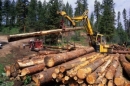 Новые «Правила заготовки древесины»