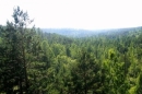 Названы основные направления разрабатываемой лесной политики России