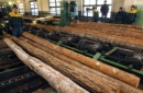 Подавляющее число лесоперерабатывающих предприятий России испытывает дефицит древесного сырья