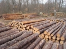 В Башкирии откроется крупное предприятие по деревообработке