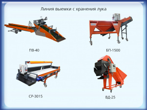 Линия выемки с хранения лука