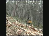 Tigercat природный лес - финал твёрдой древесины, вырубки [Южного полушария 2011]