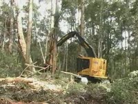 Tigercat природный лес - твёрдой древесины выборочная рубка