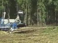 Очистка лесосек, как это происходит "у них"